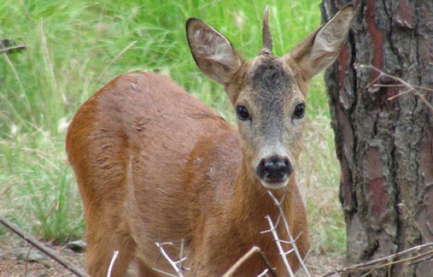  - El unicornio habita en la Toscana