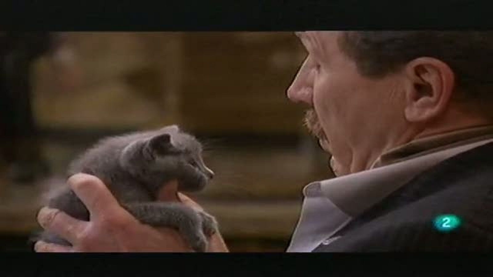 "¿Por qué mataron al gatito?"