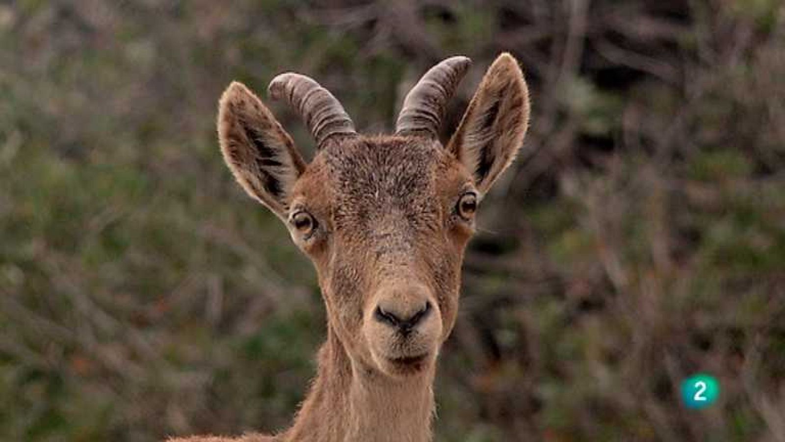 Biodiario - 12/07/12 - Ver ahora