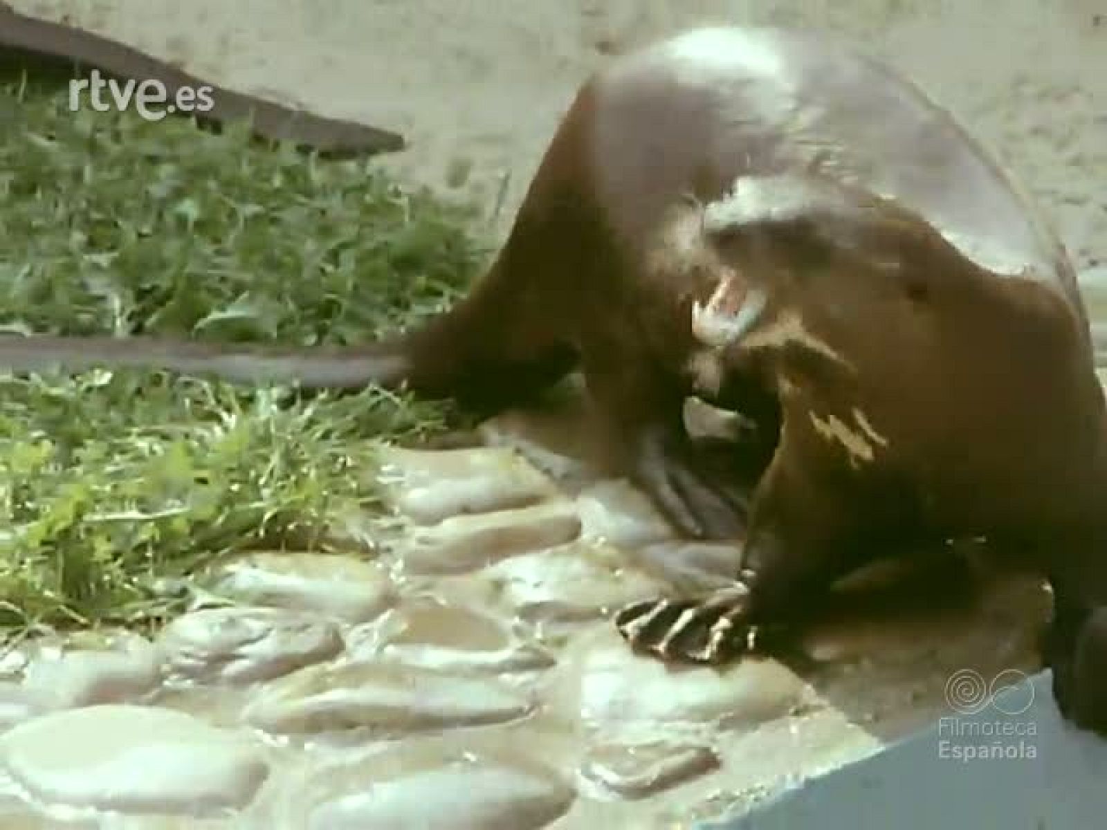 NOT N 1865 - NO-DO | Ver