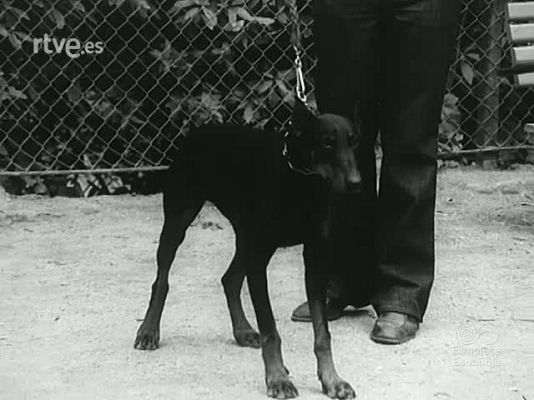 NO-DO - NOT N 1713 B