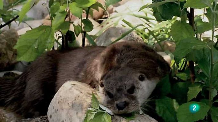 Biodiario - Biodiario - 17/07/12