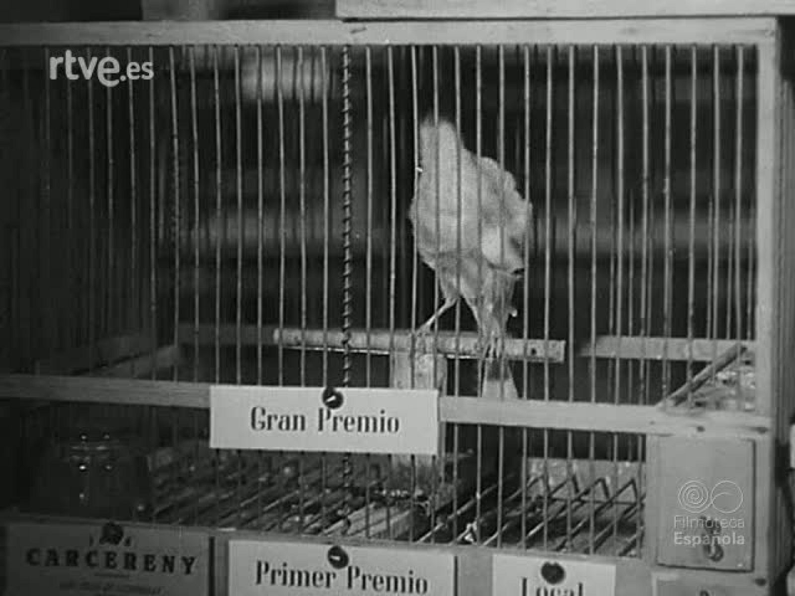 NOT N 370 B - NO-DO | Ver