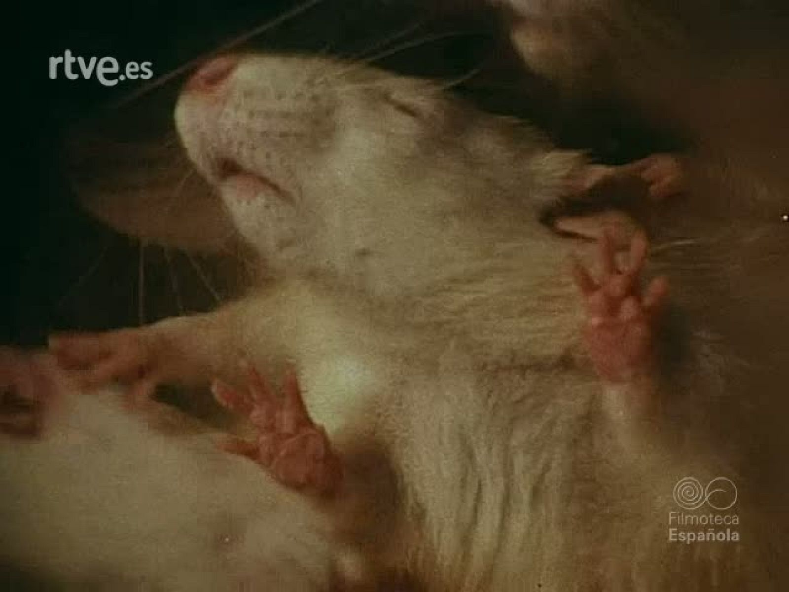 NOT N 1813 . - NO-DO | Ver