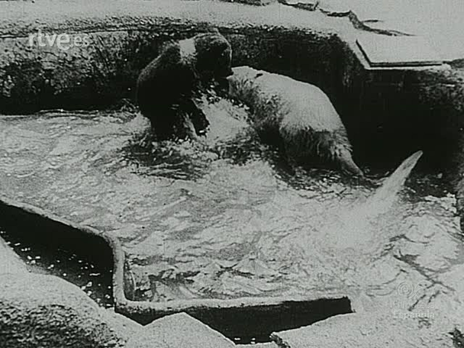 NOT N 31 B - NO-DO | Ver