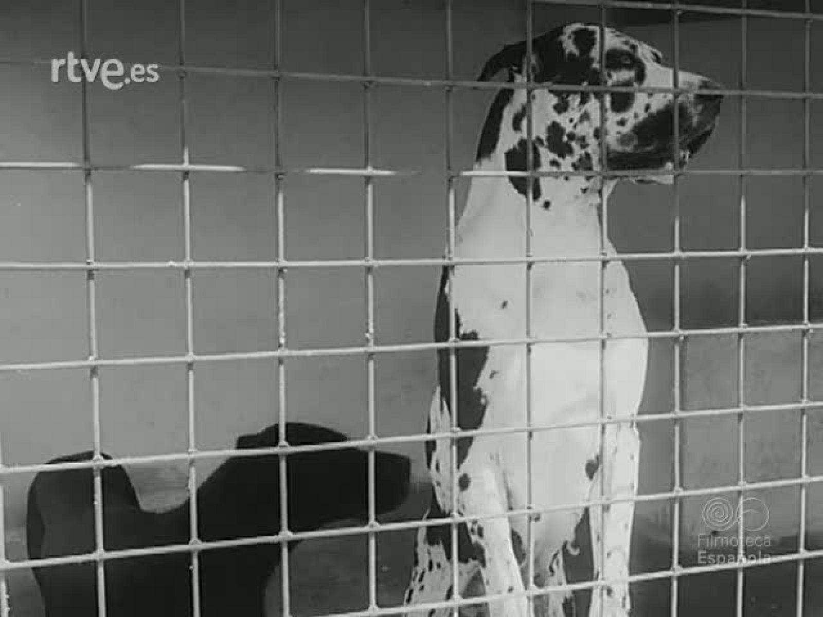 NOT N 1745 A - NO-DO | Ver