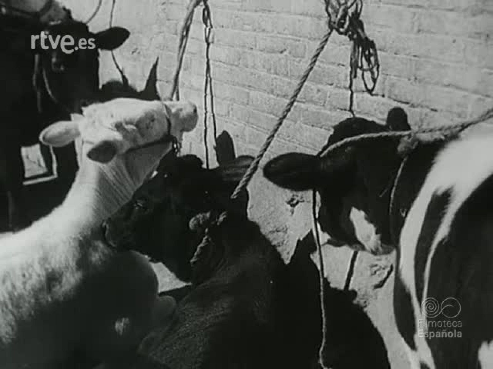 NOT N 276 B - NO-DO | Ver