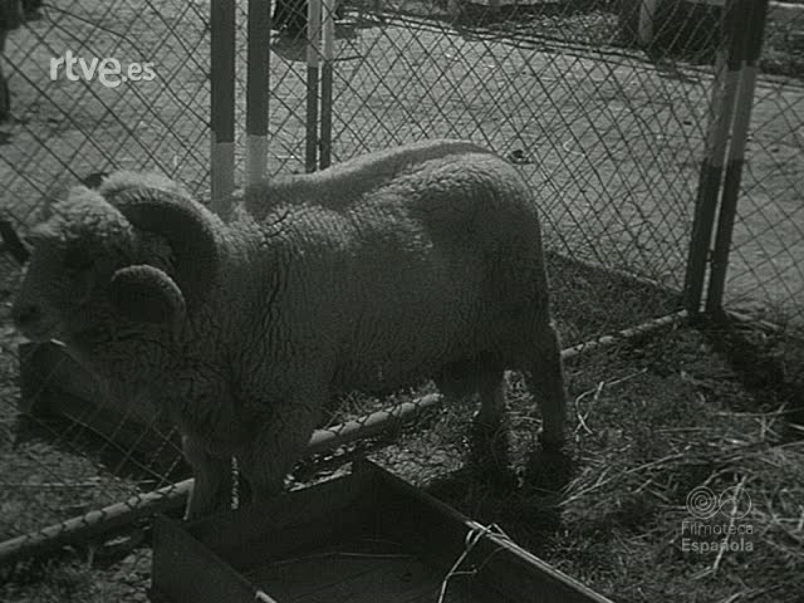 NOT N 226 B - NO-DO | Ver