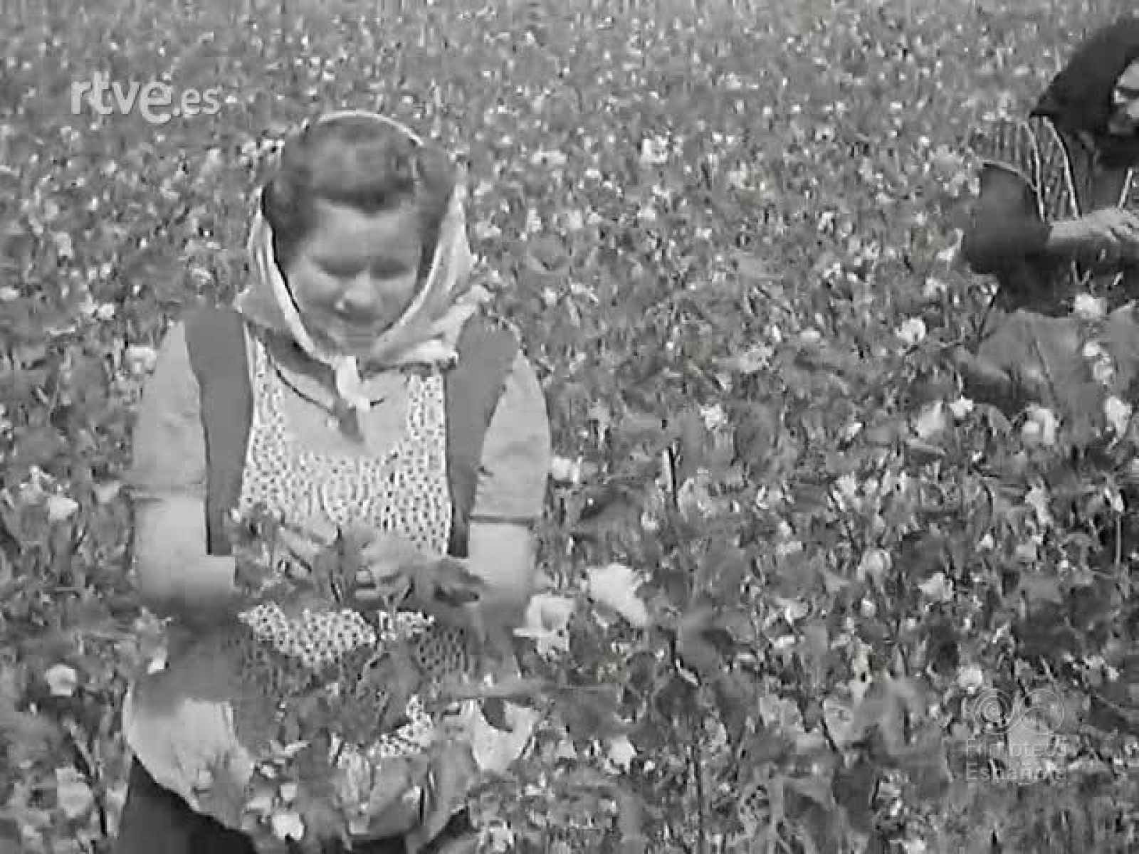 NOT N 251 A - NO-DO | Ver