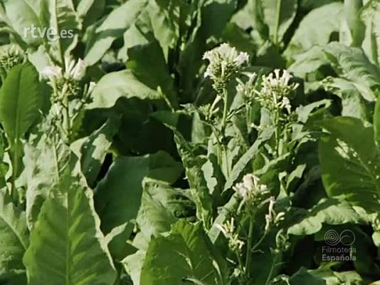 NO-DO - NOT N 1962 A