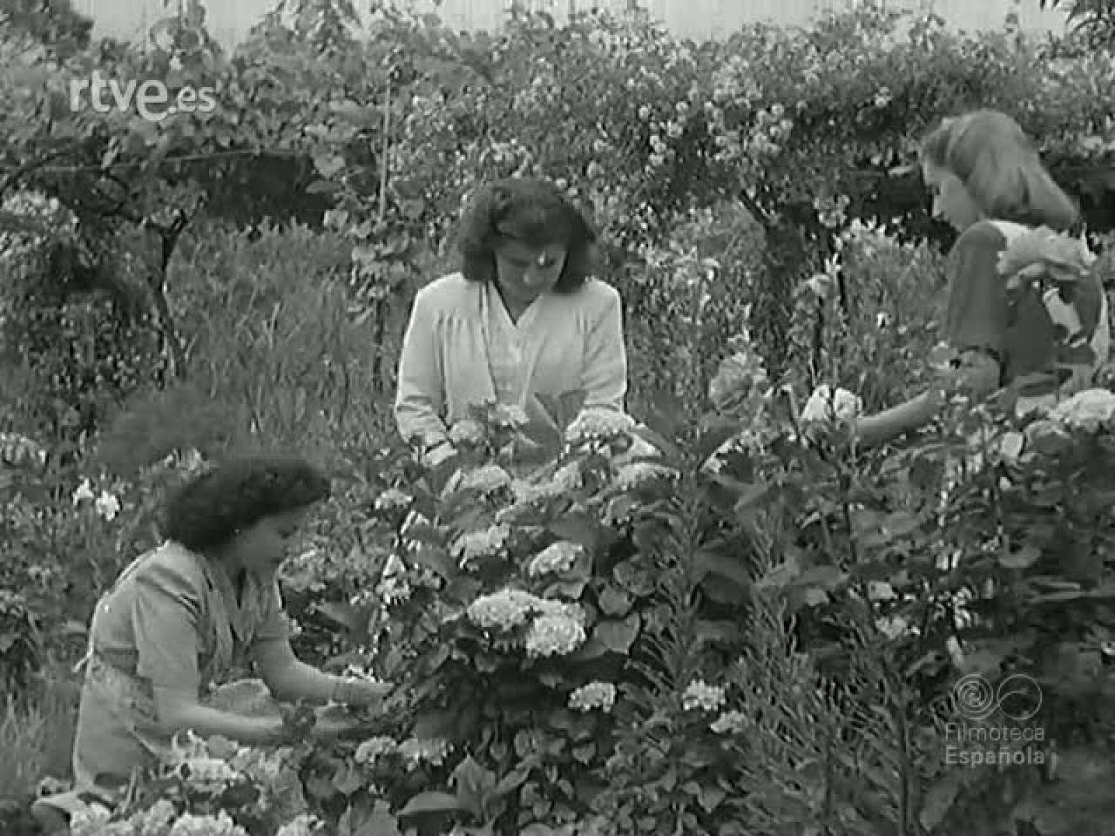 NOT N 283 A - NO-DO | Ver