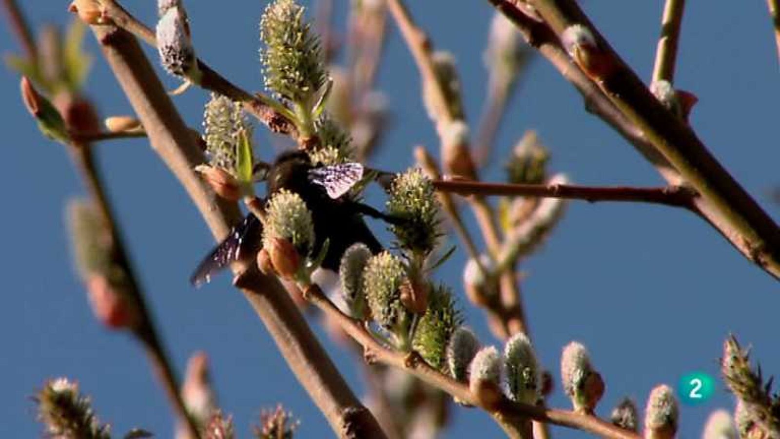 Biodiario - 18/07/12 - ver ahora