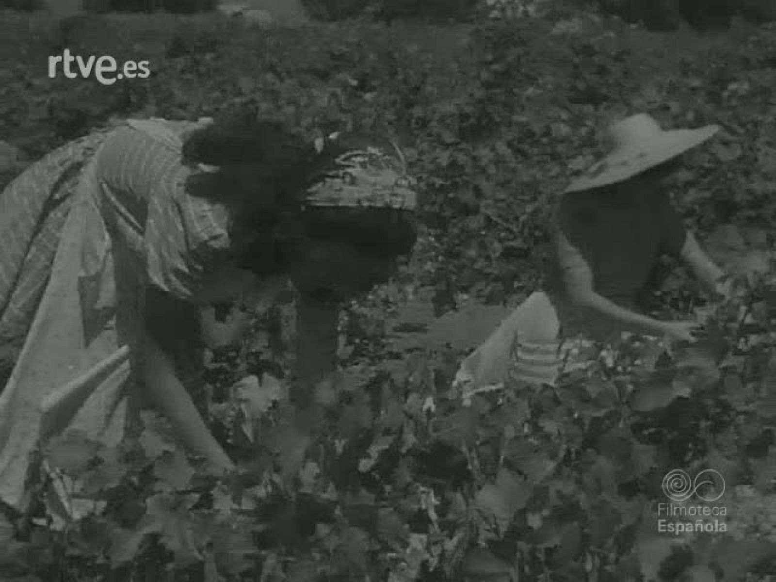 NOT N 348 A - NO-DO | Ver