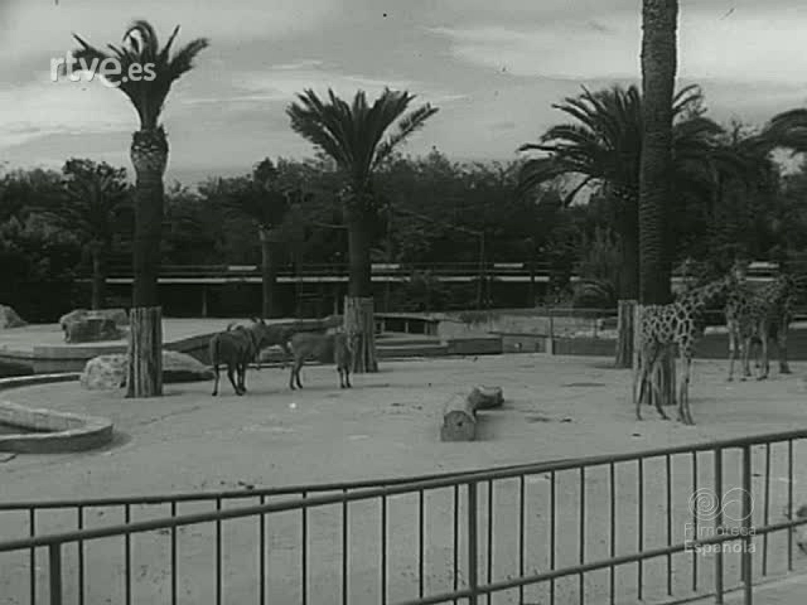 NOT N 1137 A - NO-DO | Ver