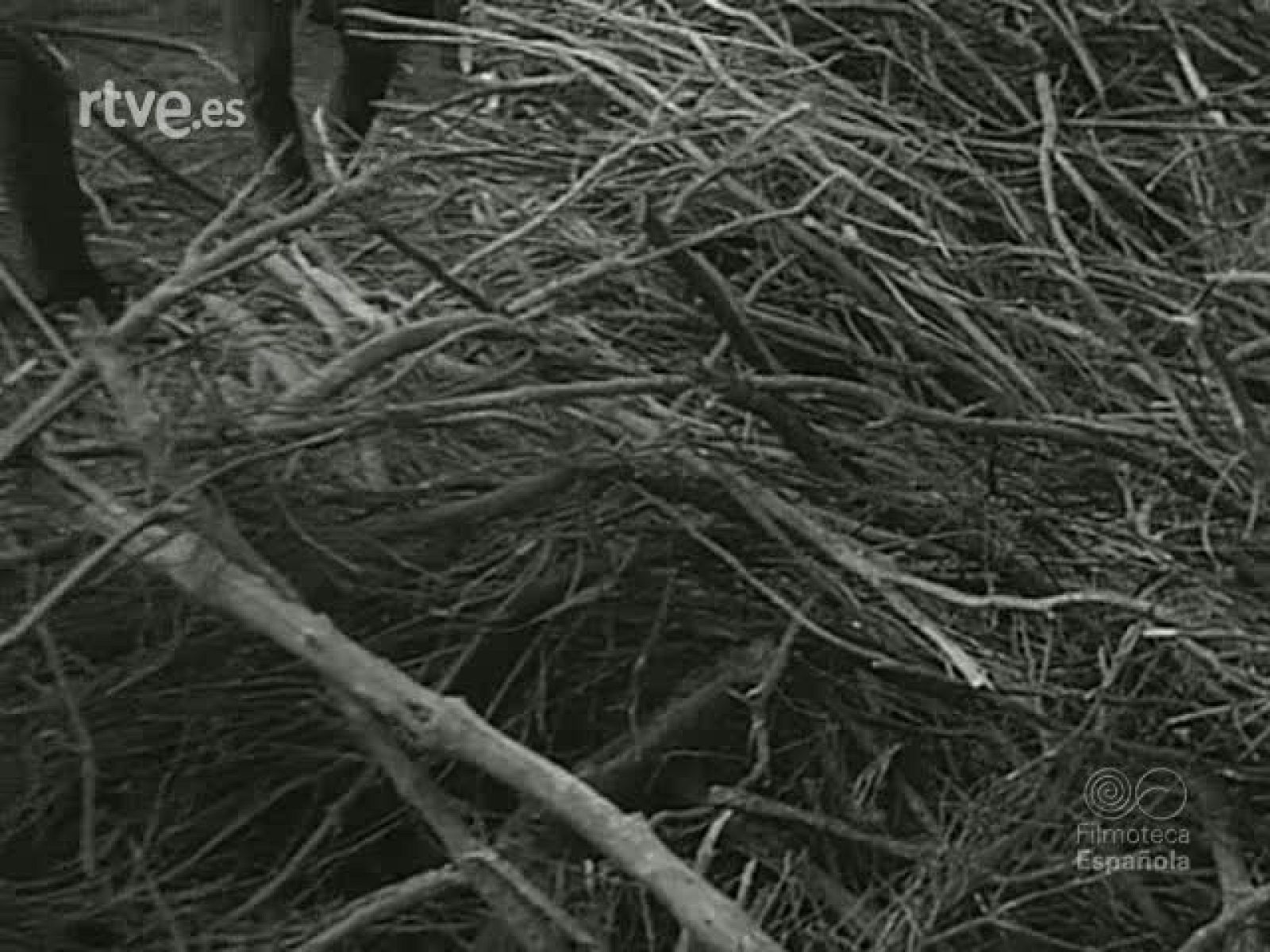 NOT N 1602 B - NO-DO | Ver