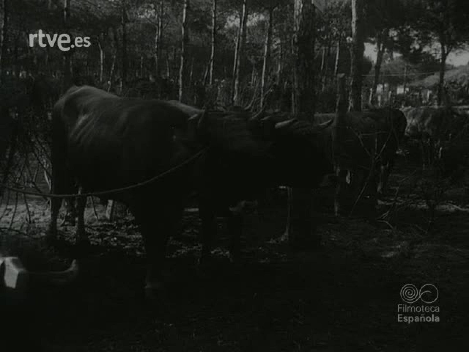 NOT N 498 A - NO-DO | Ver