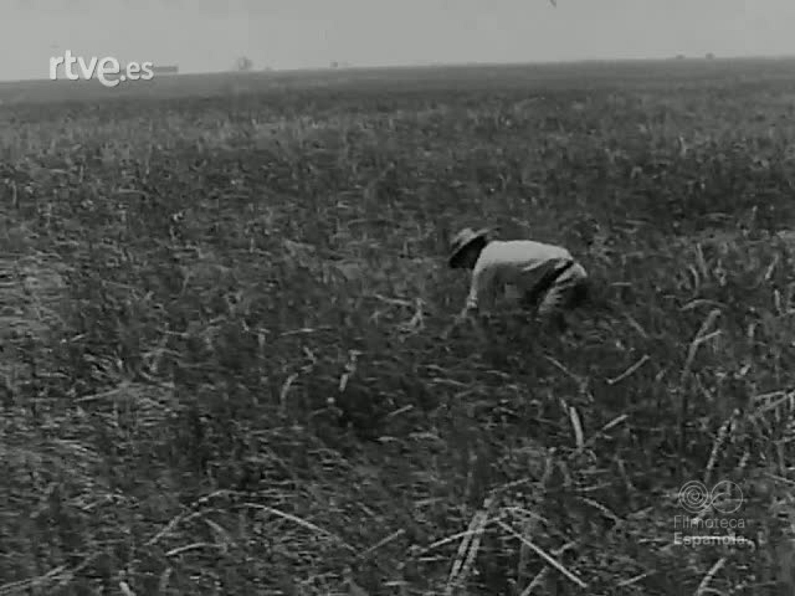 NOT N 1614 B - NO-DO | Ver