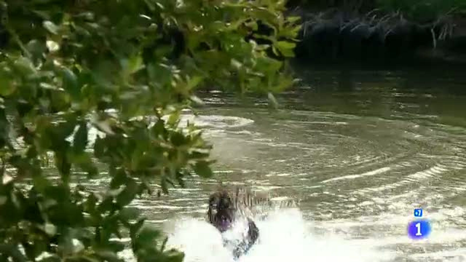 Marielita salva a Ramiro en el río