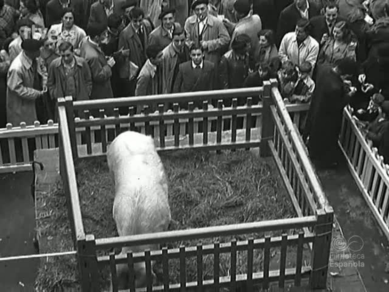 NOT N 469 A - NO-DO | Ver