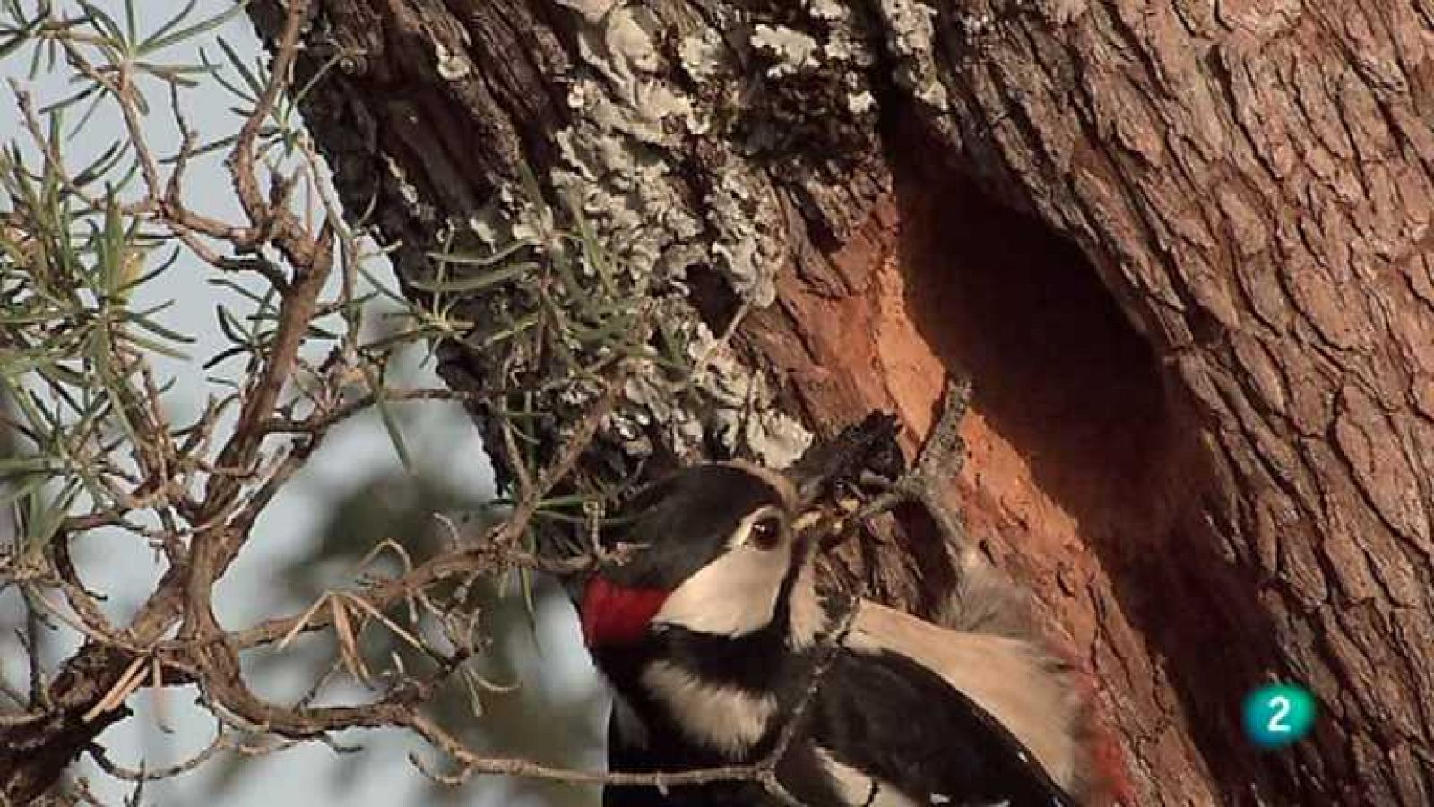 Biodiario - 19/07/12 - ver ahora