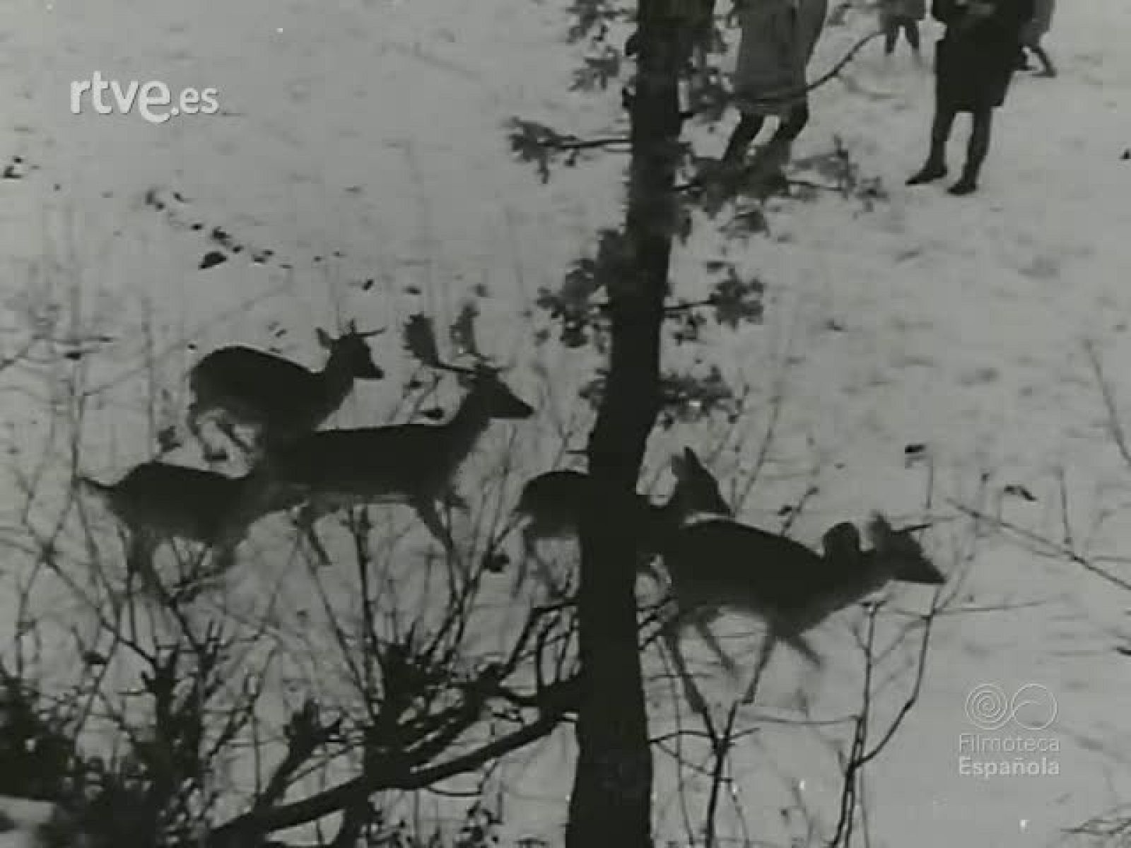 NOT N 1045 A - NO-DO | Ver