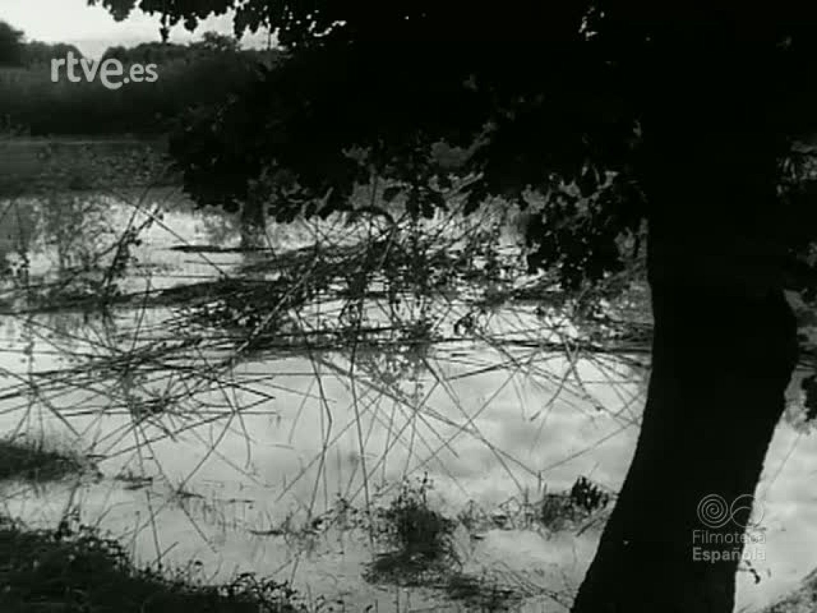 NOT N 1033 C - NO-DO | Ver