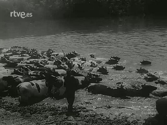 NO-DO - NOT N 1116 C