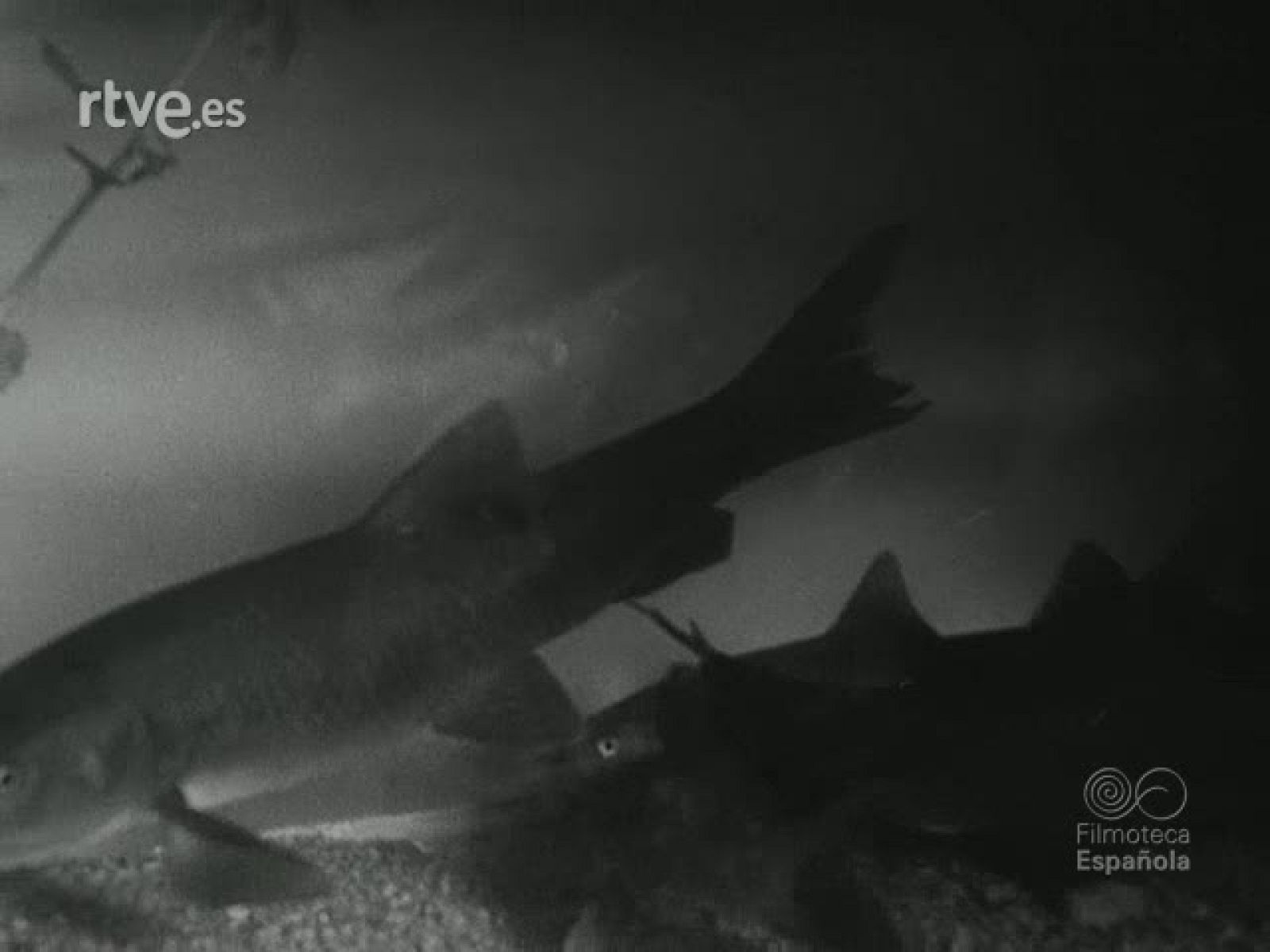 NOT N 618 A - NO-DO | Ver