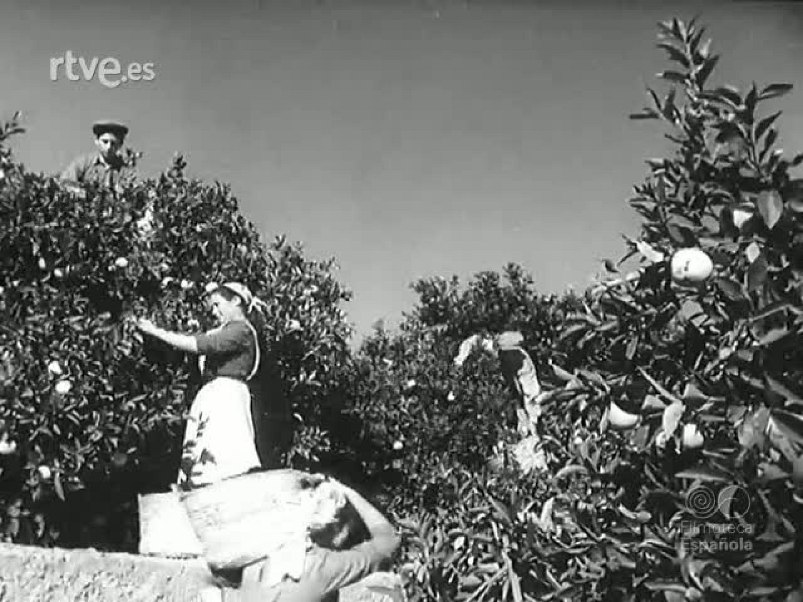 NOT N 623 A - NO-DO | Ver