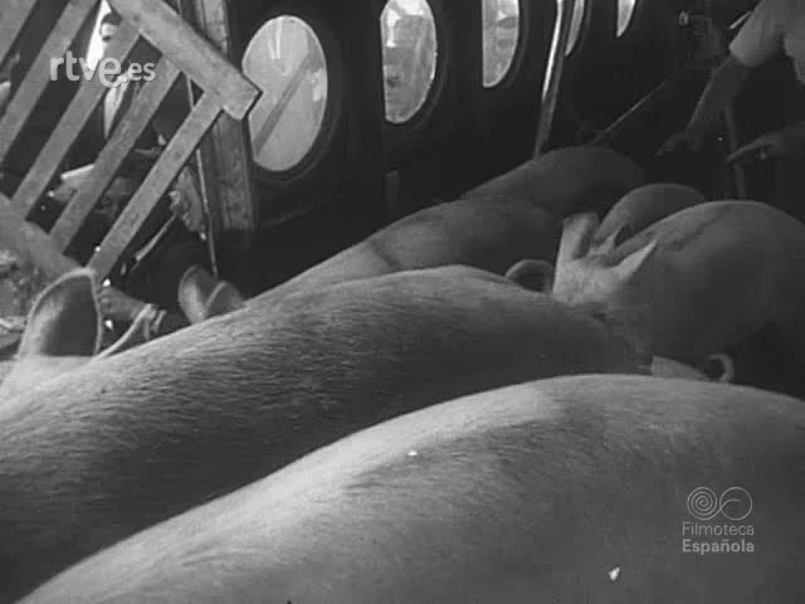 NOT N 711 B - NO-DO | Ver