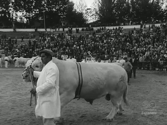 NO-DO - NOT N 1534 A