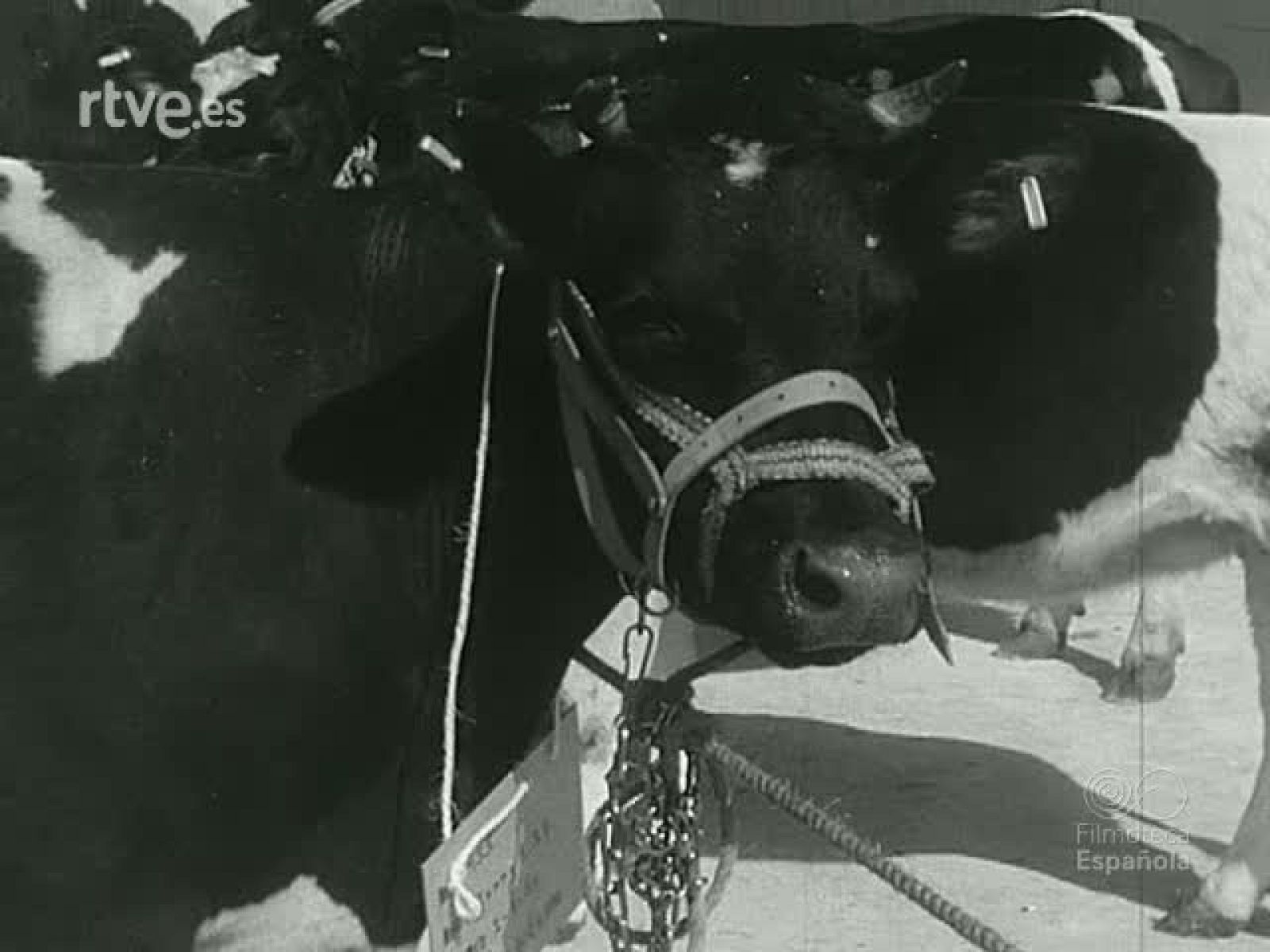 NOT N 945 C - NO-DO | Ver