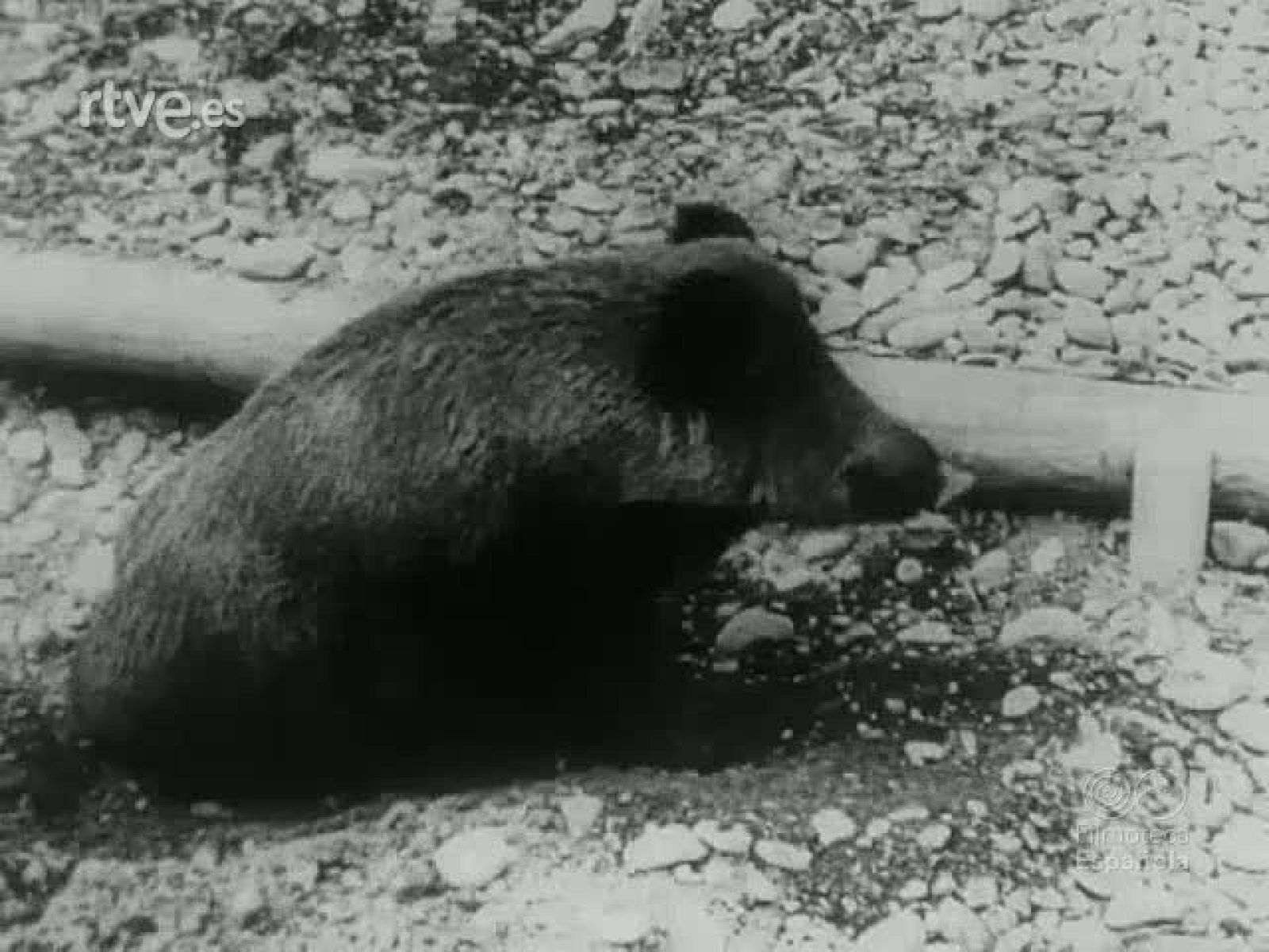 NOT N 123 A - NO-DO | Ver