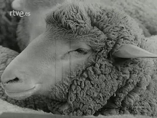 NO-DO - NOT N 1477 A