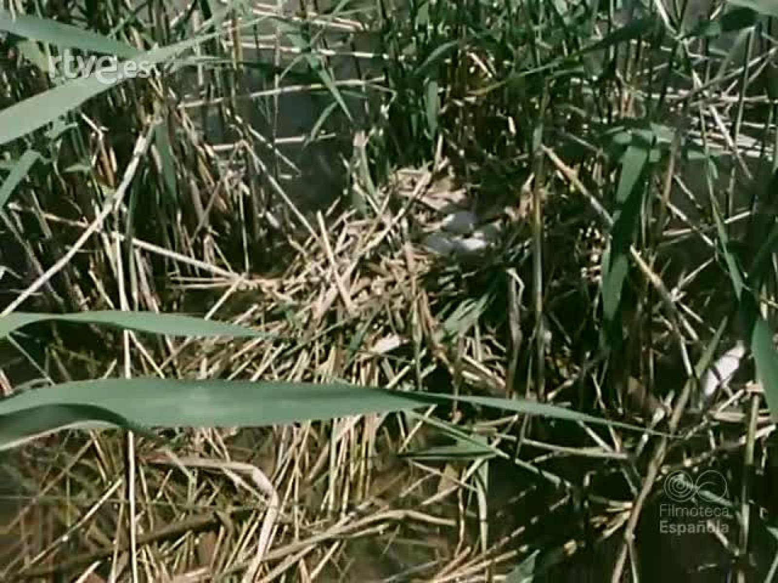 NOT N 1862 - NO-DO | Ver