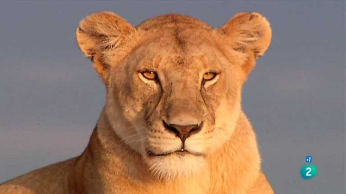 Grandes documentales - La Reina Leona (2) - Un gran legado