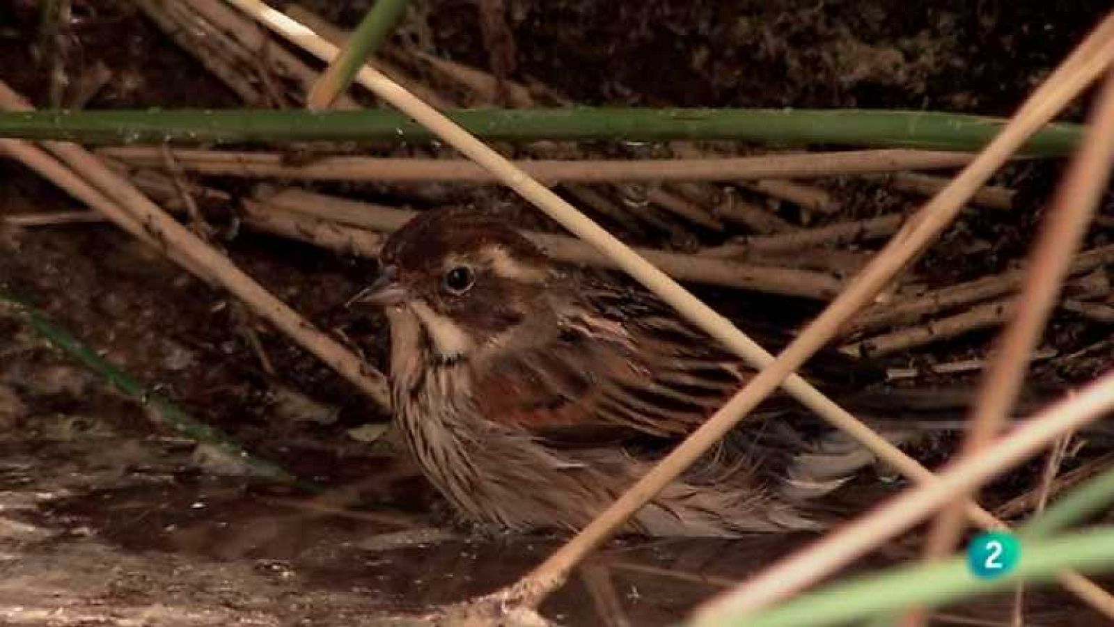 Biodiario - 26/07/12 - Ver ahora