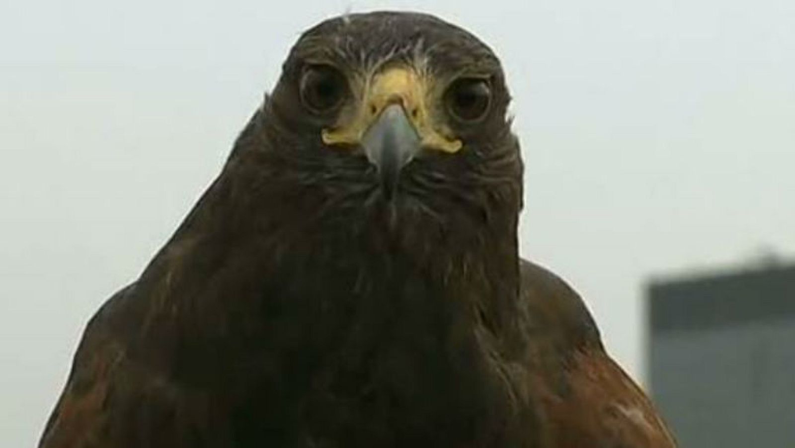 Rufus es el guardián de Wimbledon. Un halcón Harris que guarda las pistas de tenis londinenses encargándose de mantener despejado el espacio áereo. Su sola presencia es suficiente para ahuyentar a las palomas, sin necesidad de tener que atacarlas. C