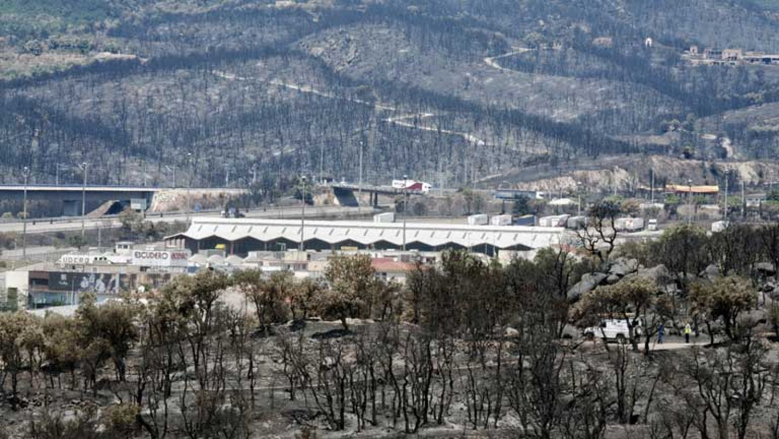 Los bosques quemados pueden tardar hasta 30 años en recuperarse