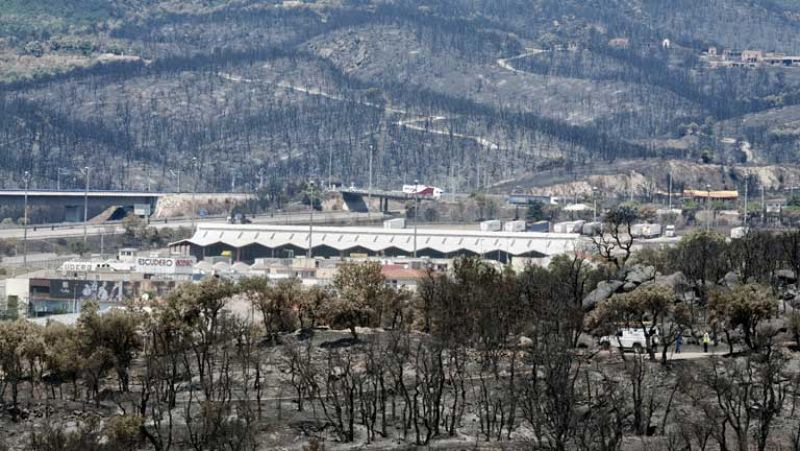 Los bosques quemados pueden tardar hasta 30 años en recuperarse