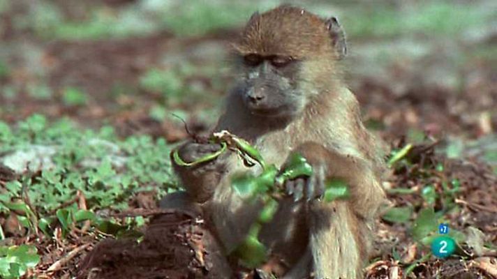 Grandes documentales - Un relato de Babuinos