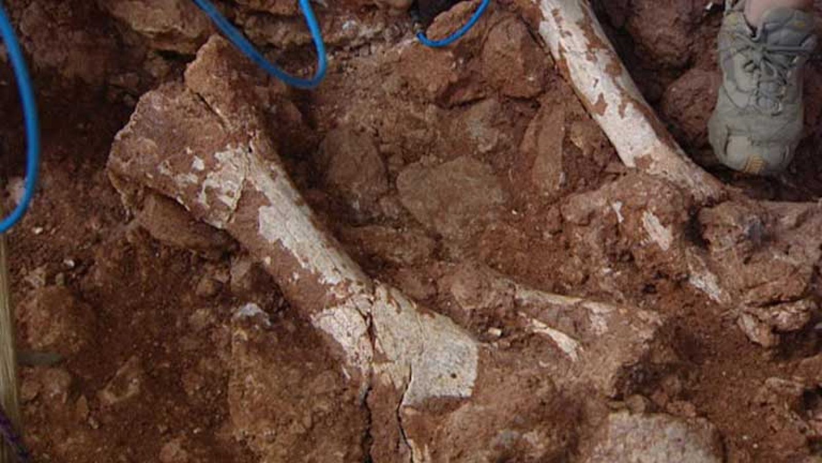 Encontrado el esqueleto de un elefante que vivió hace 100.000 años