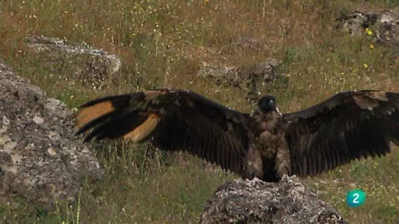 Biodiario - 09/08/12 - ver ahora