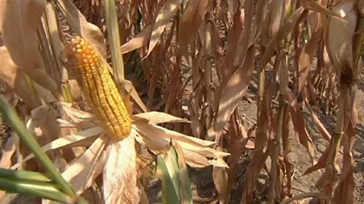 Telediario 1 - En tan solo un mes los precios de los alimentos han subido un 6 %