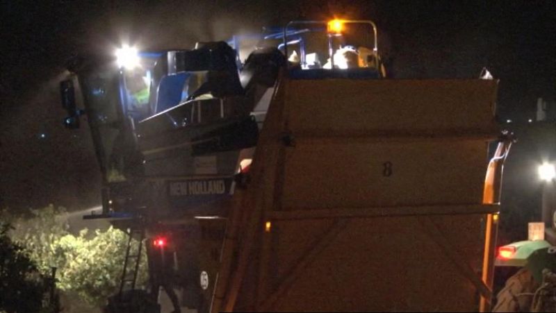 Las altas temperaturas han obligado a adelantar la vendimia