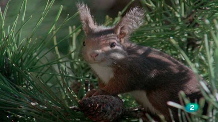 El hombre y la Tierra - Los roedores 1