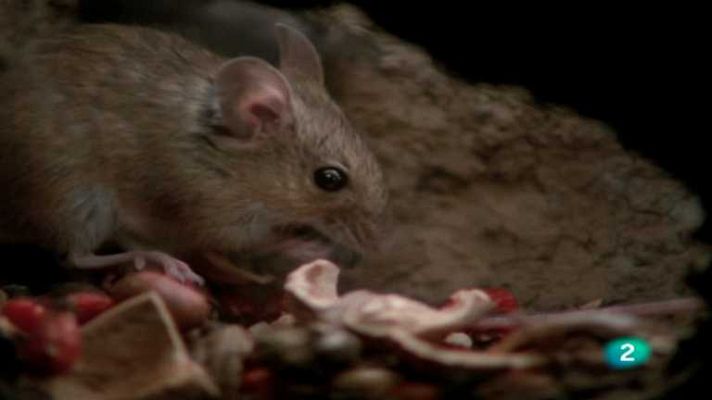 El hombre y la Tierra - Los roedores, 2