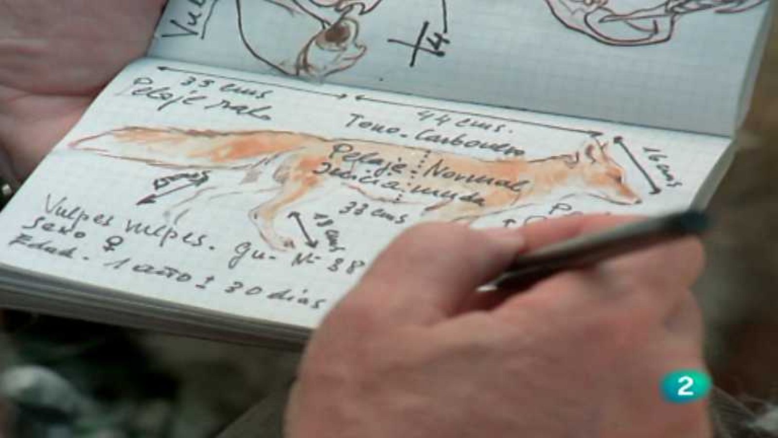 Otro animal en peligro de extinción, el zorro ibérico. En este capítulo podemos observar su vida y sus costumbres.