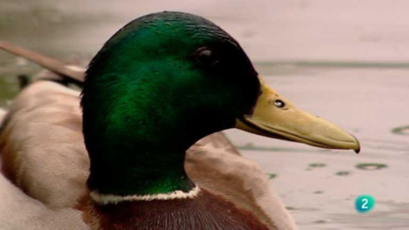 Biodiario - Azulón - ver ahora