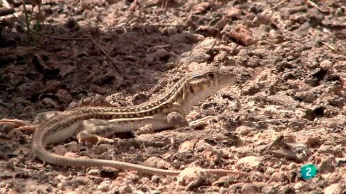 Biodiario - A ras del suelo